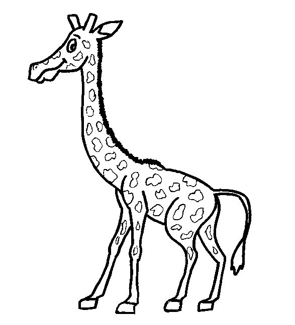 Giraffe11.gif