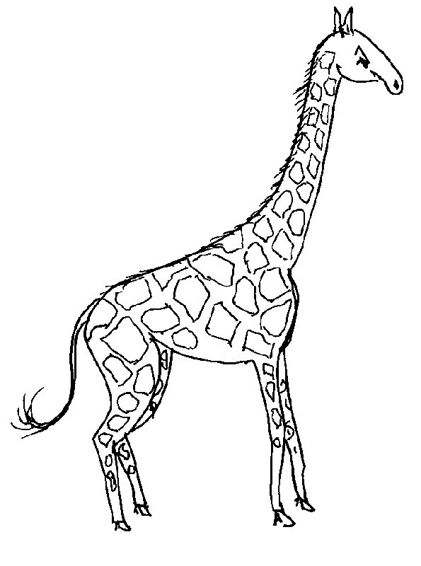Giraffe18.gif