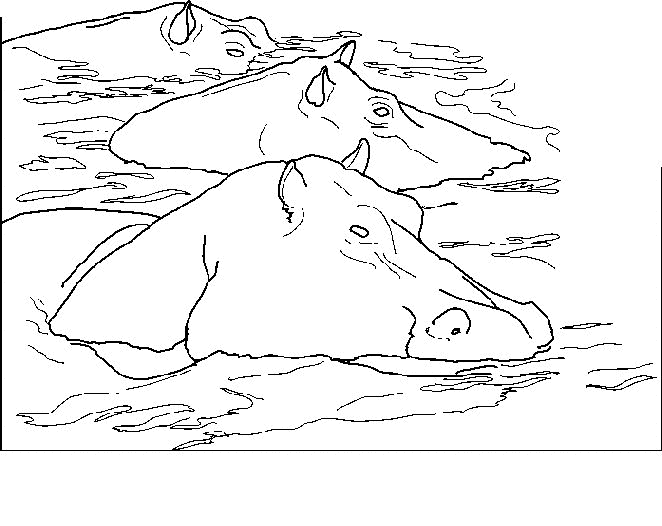 nijlpaard01.gif